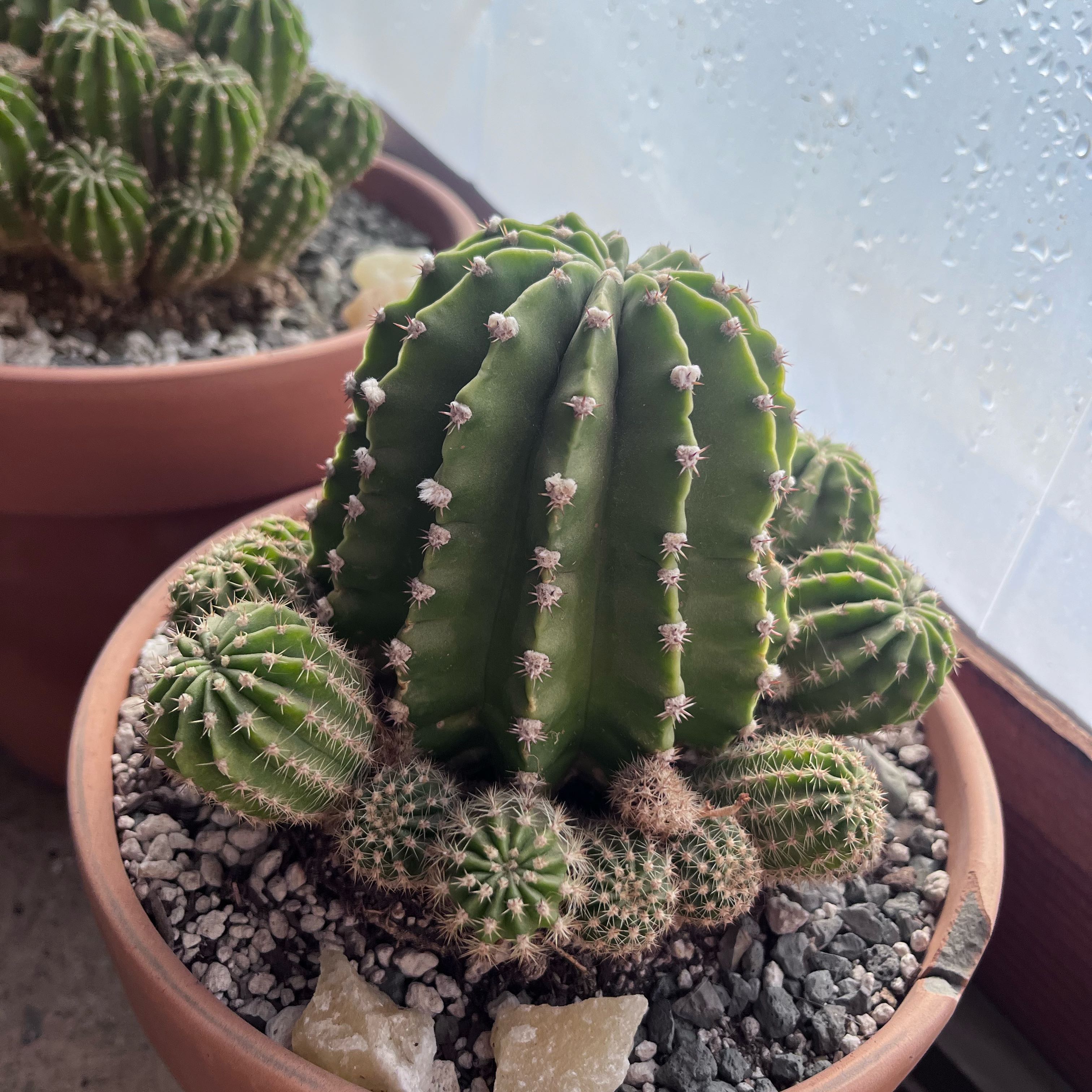 Photo of the plant species Rainbow Burst by @ThePinkCactus named Echinopsis Hans Sachs on Greg, the plant care app