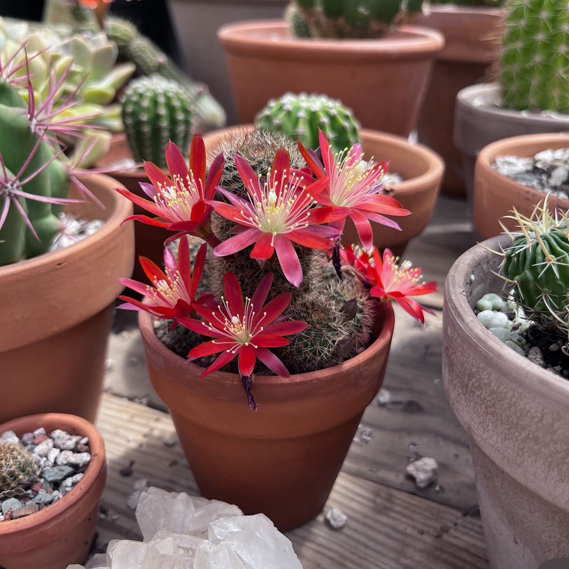 Photo of the plant species Rebutia fulviseta by @ThePinkCactus named Henry on Greg, the plant care app