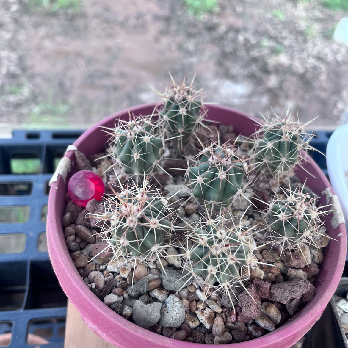 Photo of the plant species Twisted Barrel Cactus by @ThePinkCactus named Seed Grown on Greg, the plant care app