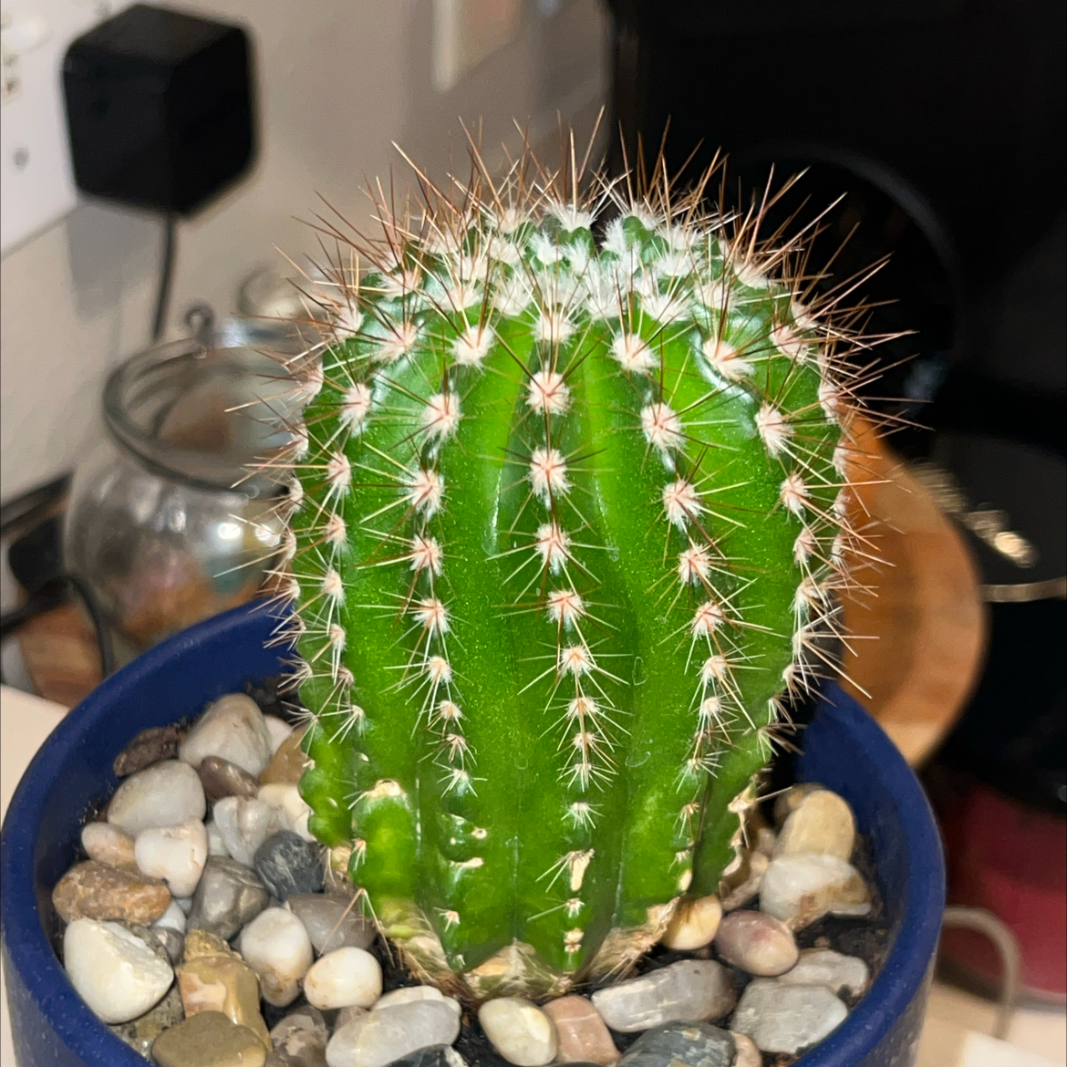 Photo of the plant species Trumpet Flower Cactus by @Purplecactus named Einstein on Greg, the plant care app