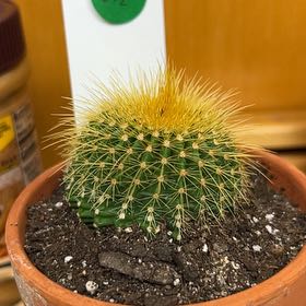 Photo of the plant species Parodia warasii by @Purplecactus named Rihanna on Greg, the plant care app