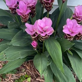 Photo of the plant species Turmeric by @CosmicSmokebush named Treeyoncé on Greg, the plant care app