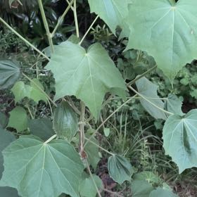 Photo of the plant species Cotton Rosemallow by @CosmicSmokebush named Keanu Leaves on Greg, the plant care app