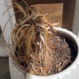 Photo of the plant species Bigfoot by @CosmicSmokebush named Dolores on Greg, the plant care app