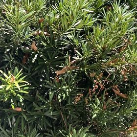 Photo of the plant species Crimson Bottlebrush by @CosmicSmokebush named Sage on Greg, the plant care app