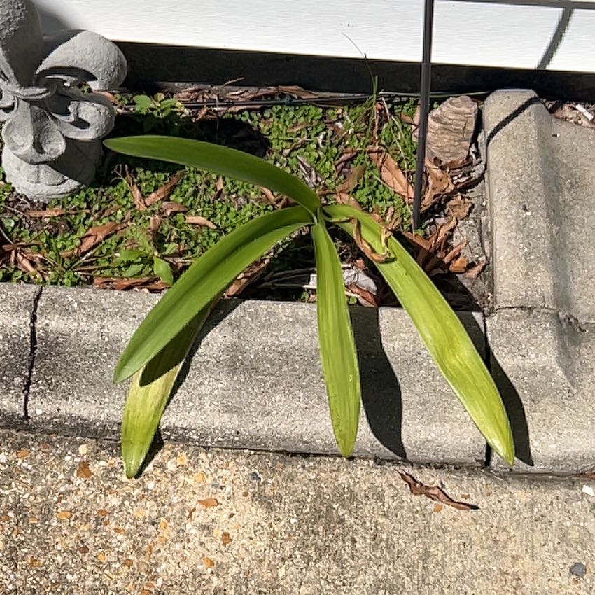 Photo of the plant species Iris 'Amarillo' by @CosmicSmokebush named Spike Leaves on Greg, the plant care app