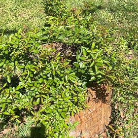 Photo of the plant species Peggy Martin Rose by @CosmicSmokebush named Gobi on Greg, the plant care app