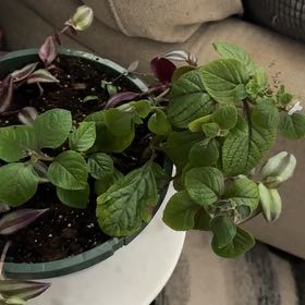 Photo of the plant species Purple Swedish Ivy by @VeroLea named Dorothy on Greg, the plant care app