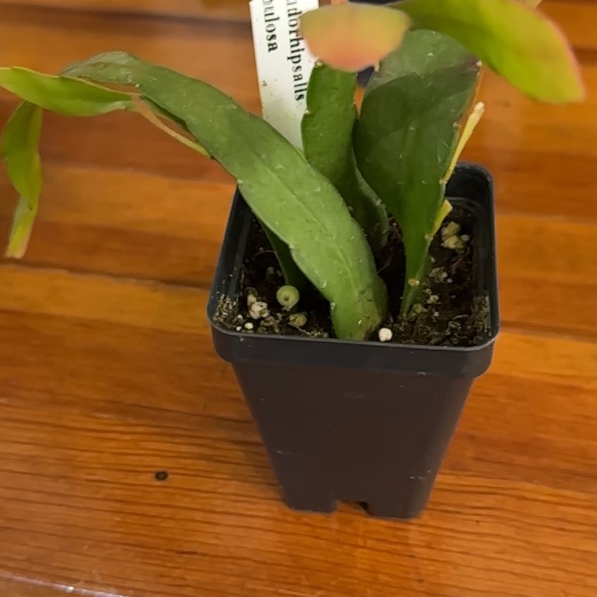 Photo of the plant species Red Mistletoe Cactus by @YeveRevolution named Kendall on Greg, the plant care app