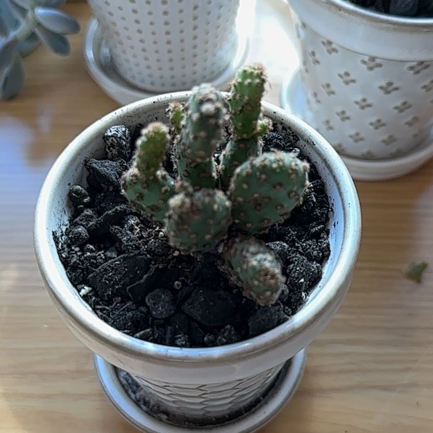 Photo of the plant species optunia cactus by @YeveRevolution named Khaleesi on Greg, the plant care app