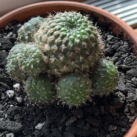 Photo of the plant species Assorted Rebutia by @YeveRevolution named Rosa on Greg, the plant care app