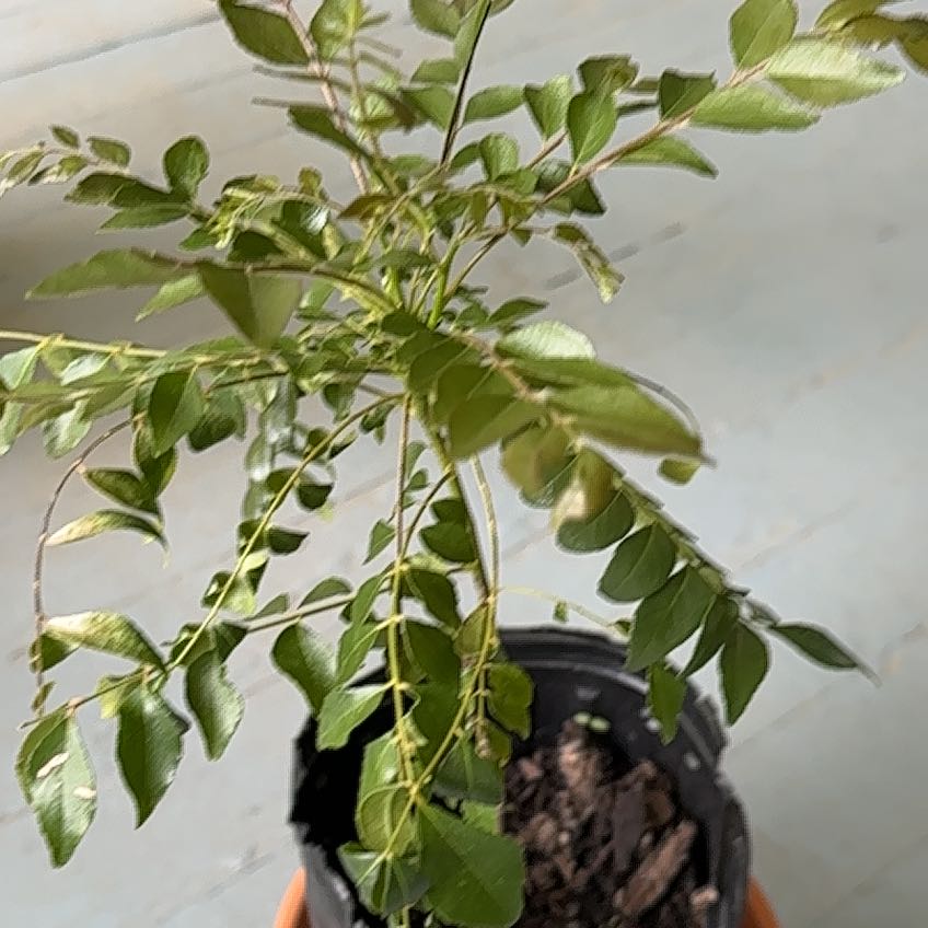 Photo of the plant species Curry Tree by @YeveRevolution named Queen on Greg, the plant care app