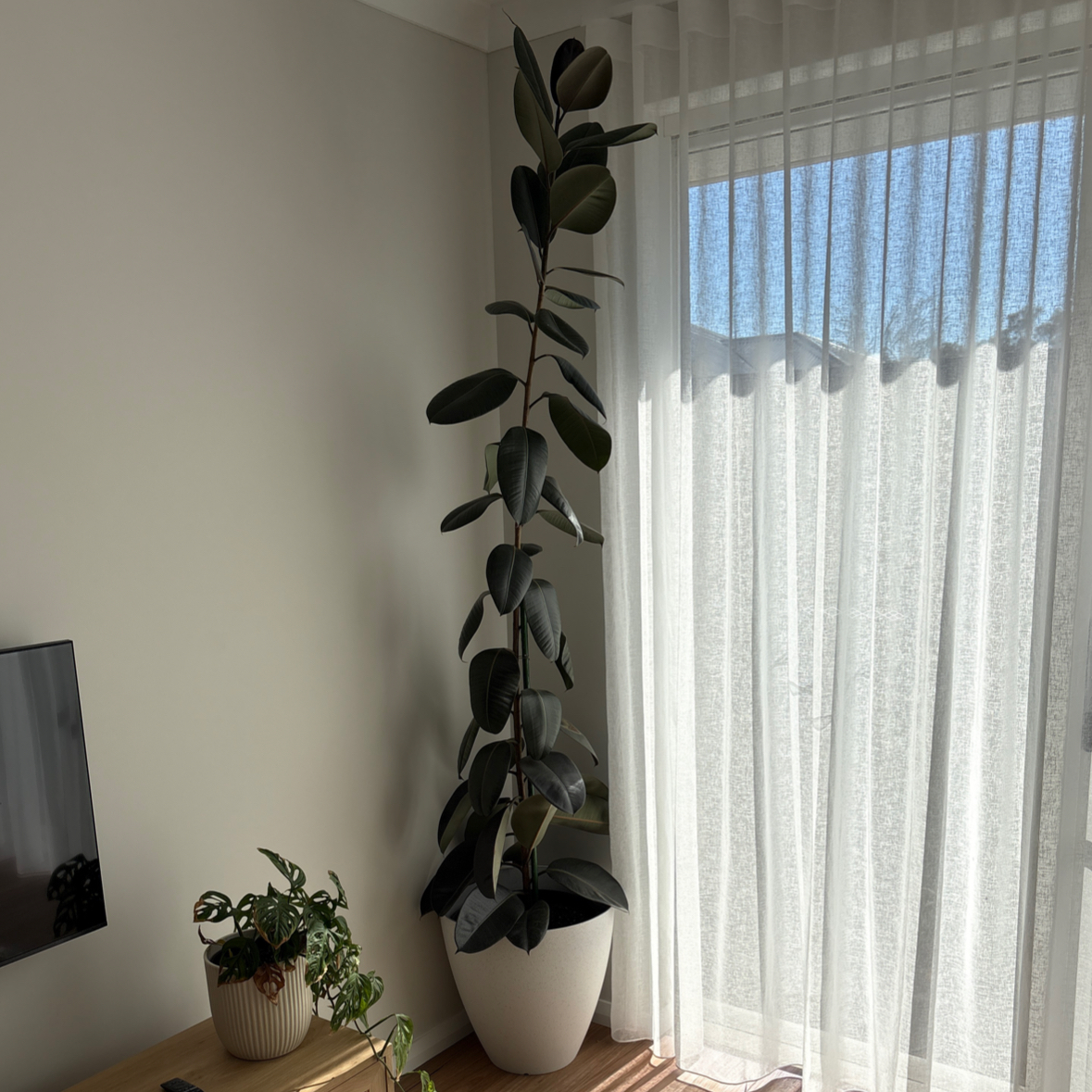 Photo of the plant species Burgundy Rubber Tree by @Deeetour named King on Greg, the plant care app