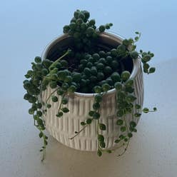 String of Pearls plant