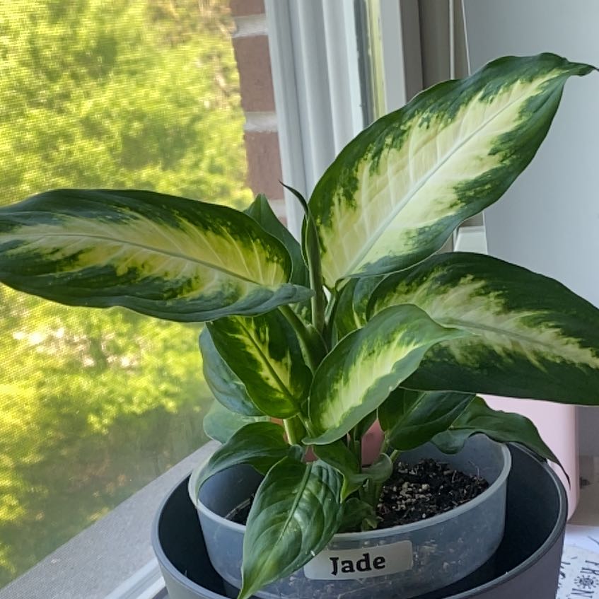 Photo of the plant species Dumb Cane by @BeamingSnowrose named jade on Greg, the plant care app