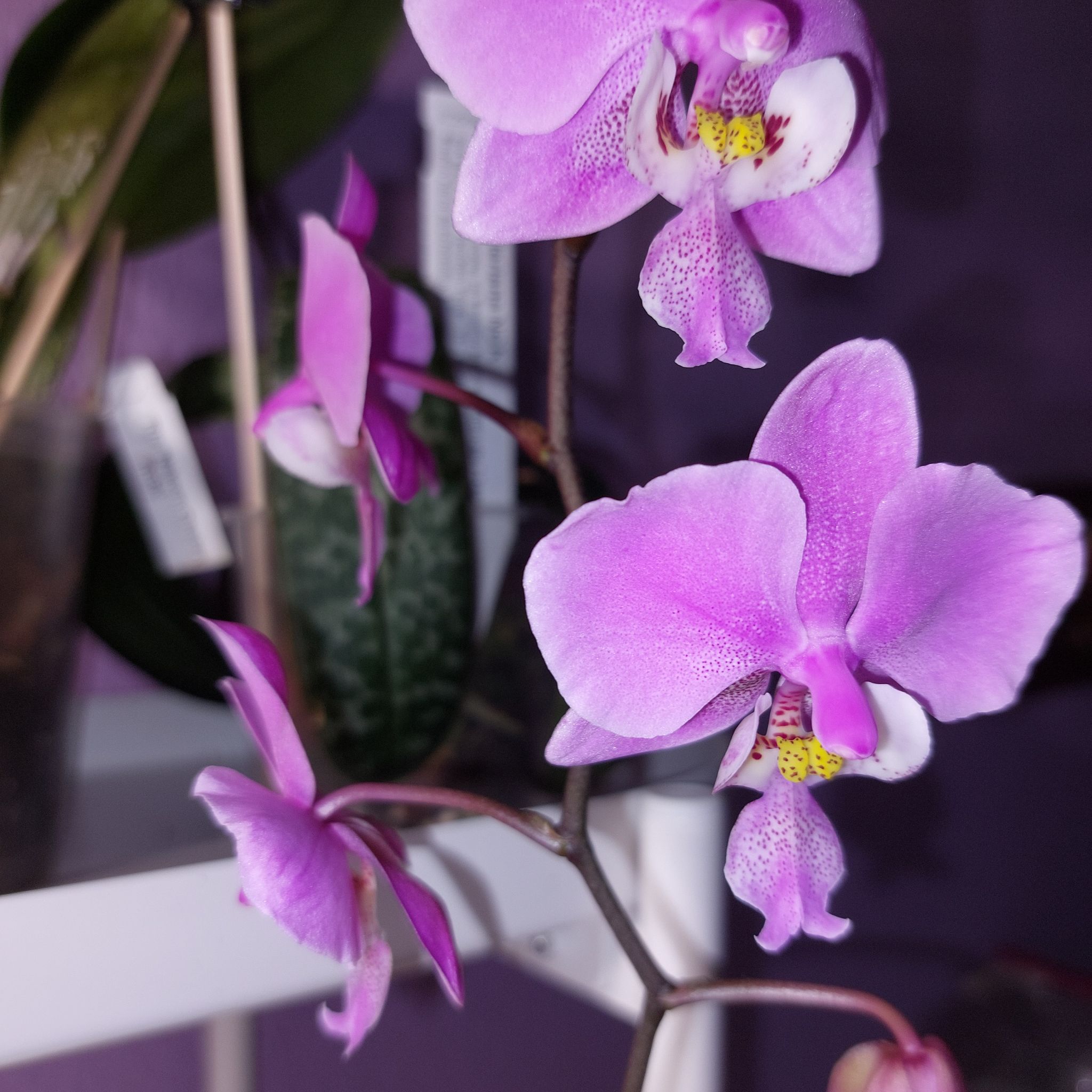 Photo of the plant species Phalaenopsis schilleriana by @MusicalRedmint named Pinky - Phal schilleriana NCK on Greg, the plant care app