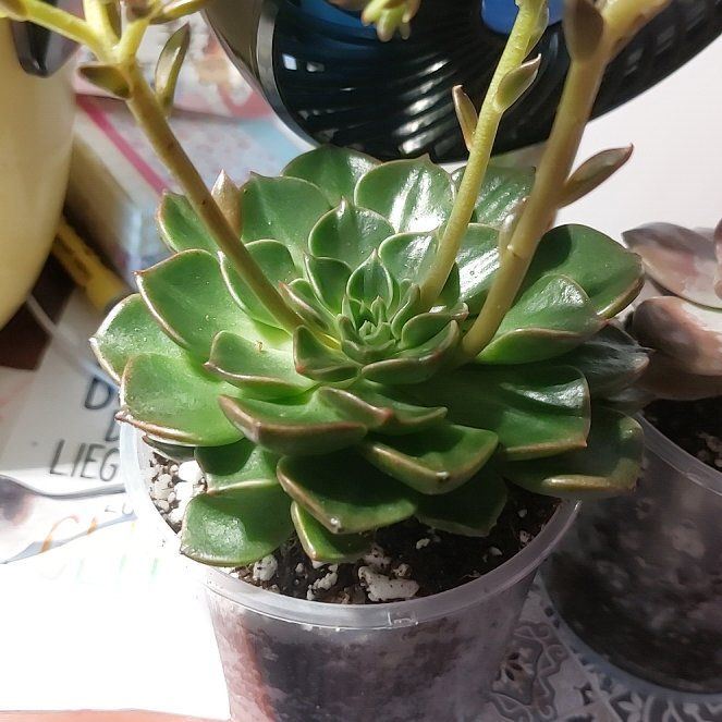 Photo of the plant species Graptopetalum bellum by @MusicalRedmint named Caesar on Greg, the plant care app