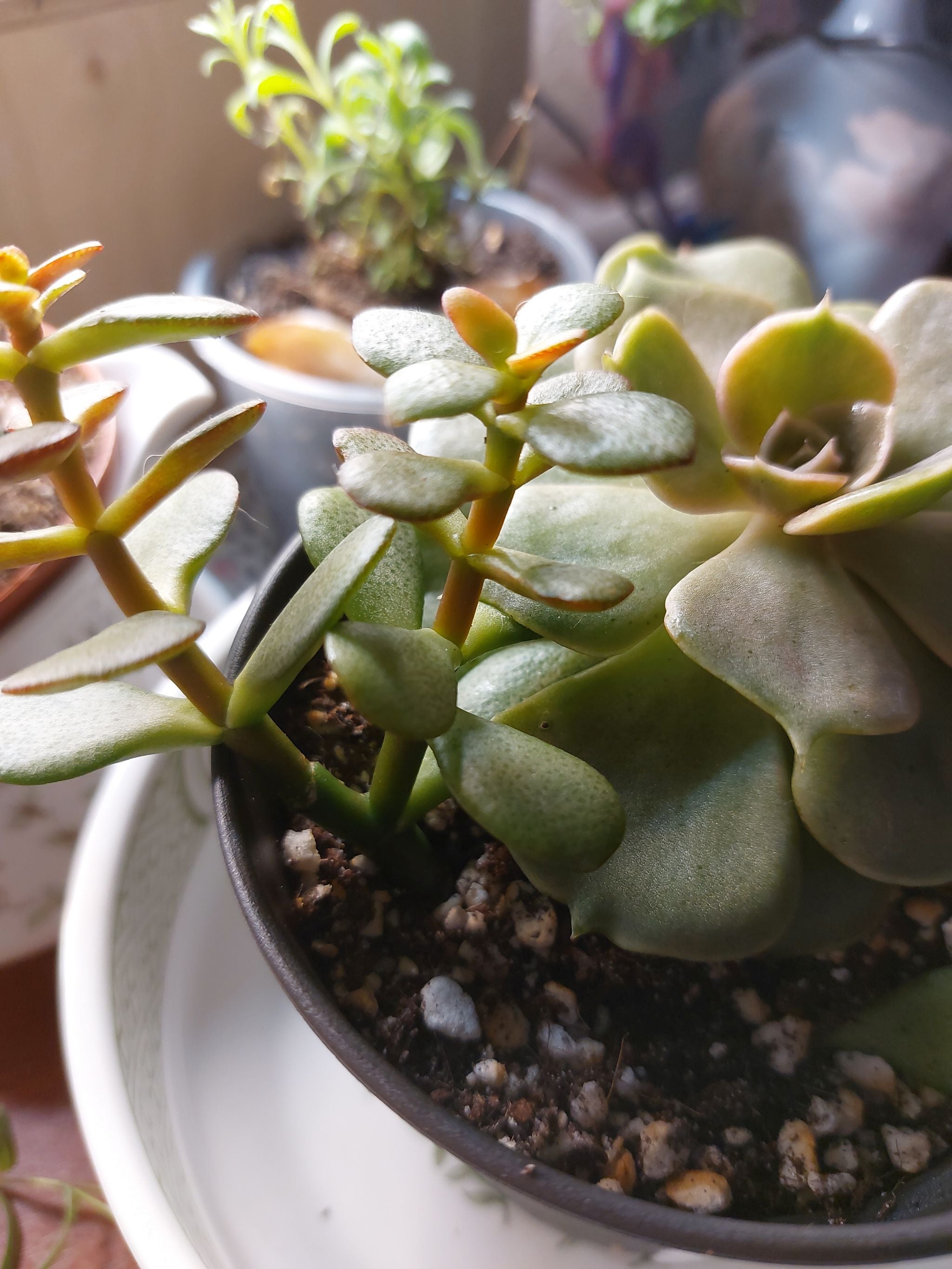 🐛 What's Eating Your Echeveria 'Lola'