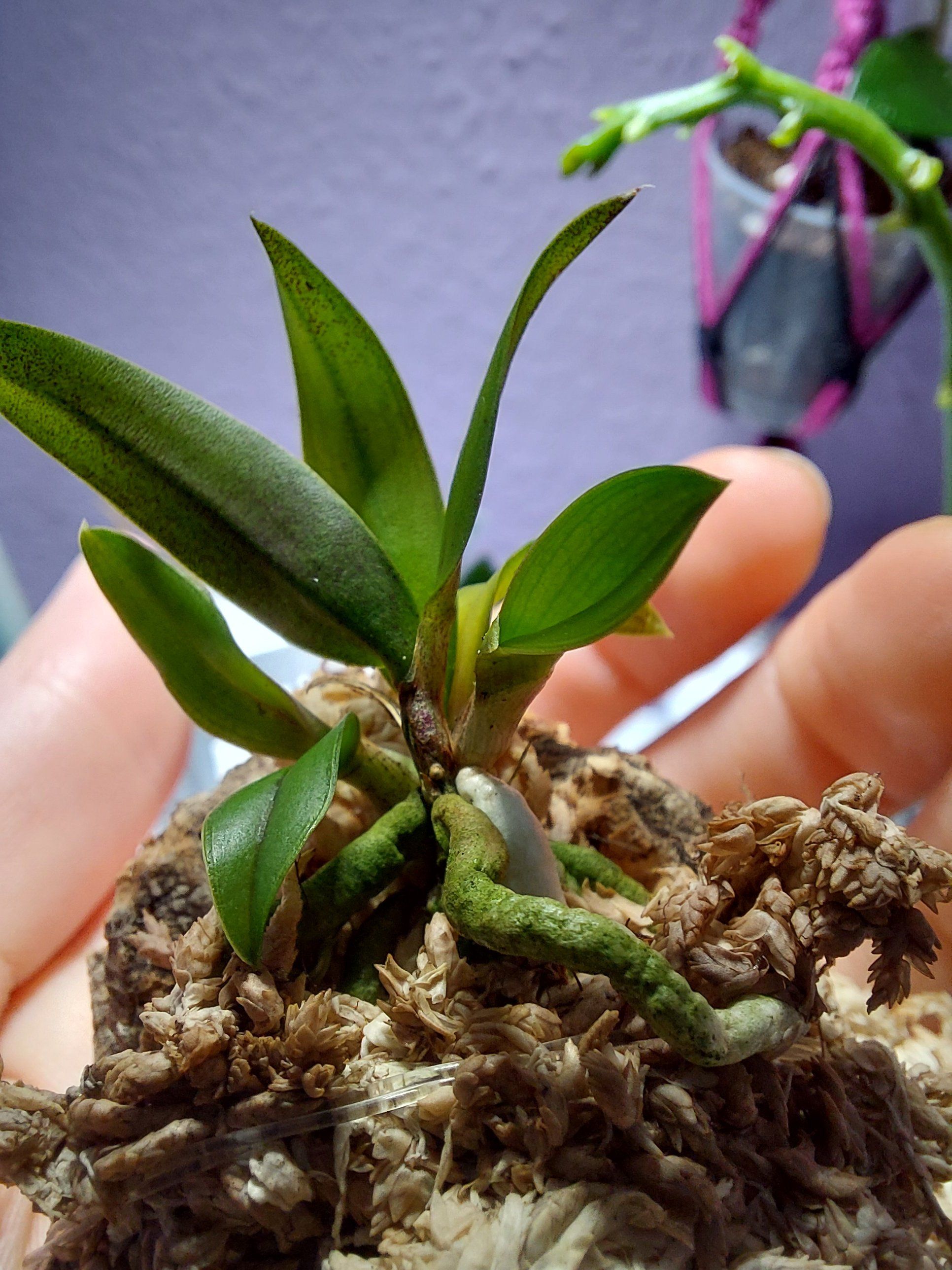 Photo of the plant species Sophronitis cernua by @MusicalRedmint named Prettiny II - even tinier on Greg, the plant care app