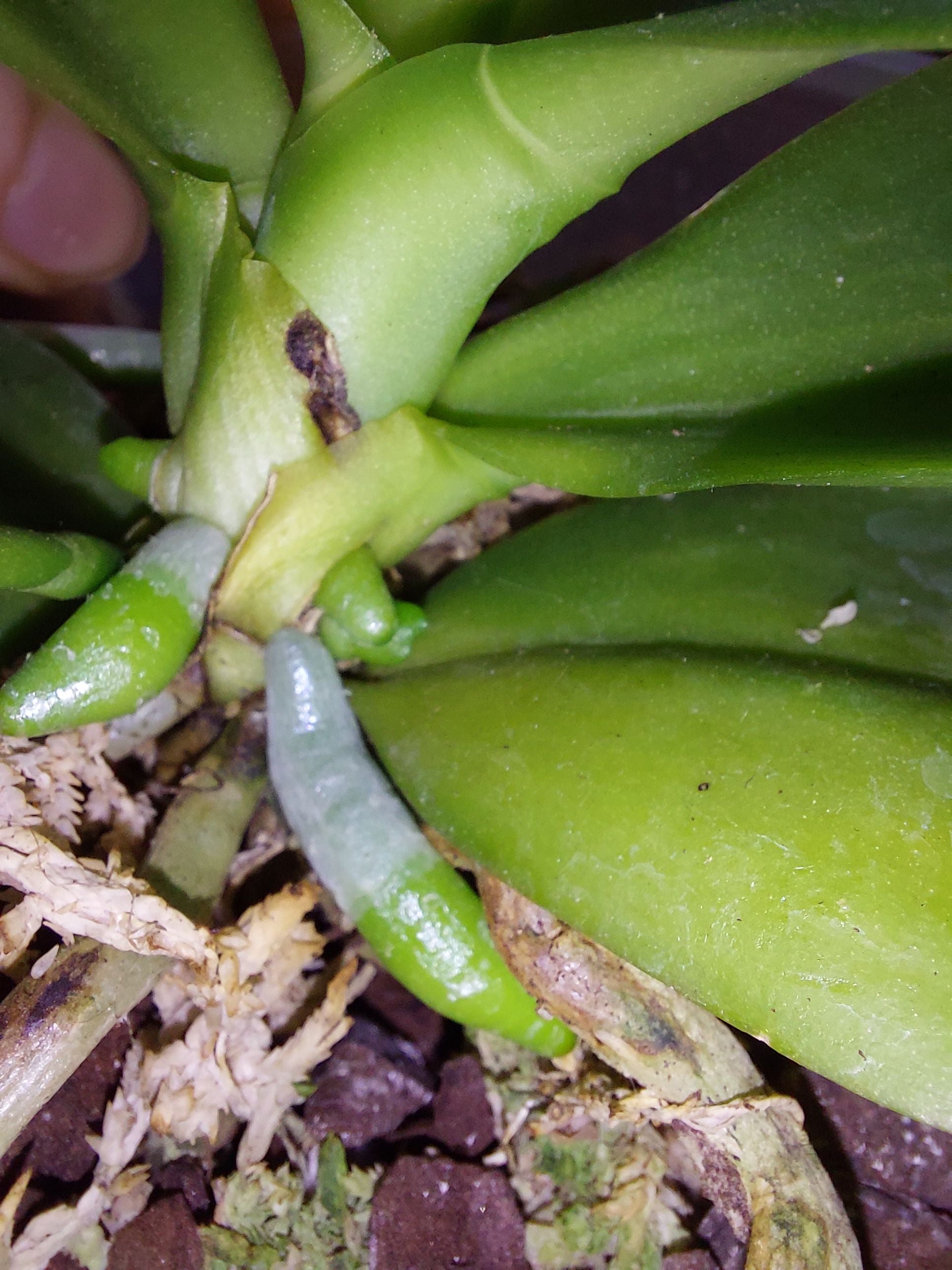 How to Care for Sharry Baby Orchid Mastering Water, Sunlight & More