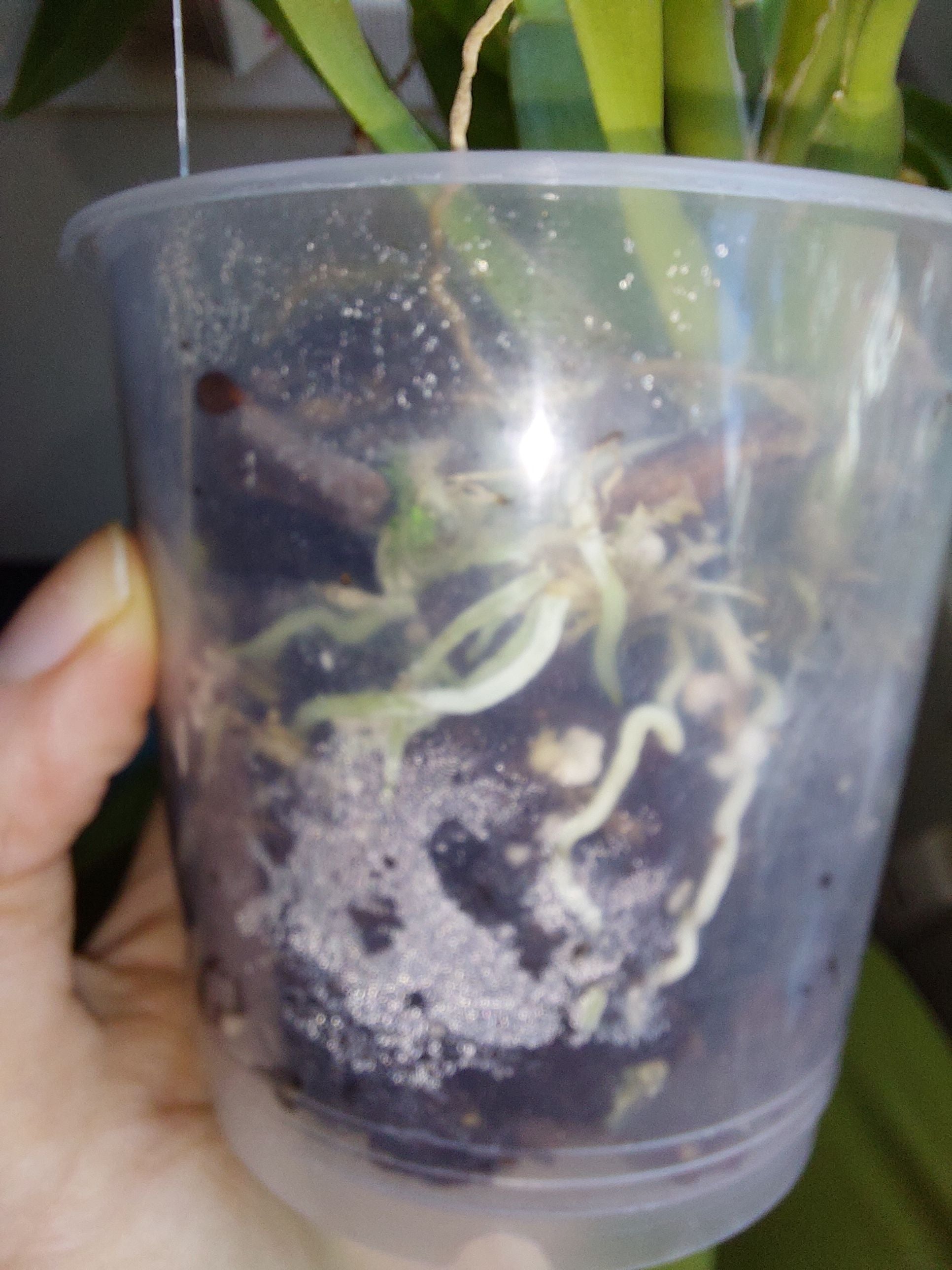 Bicolor Cattleya How Much Water & Light Does it Need to Thrive?