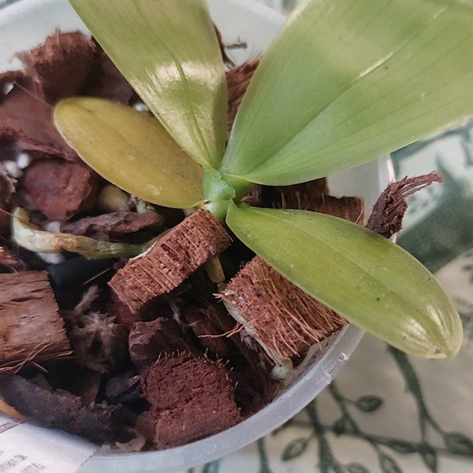Photo of the plant species Phalaenopsis Speciosa by @MusicalRedmint named Special Blue - speciosa Red x violacea Blue Norton on Greg, the plant care app