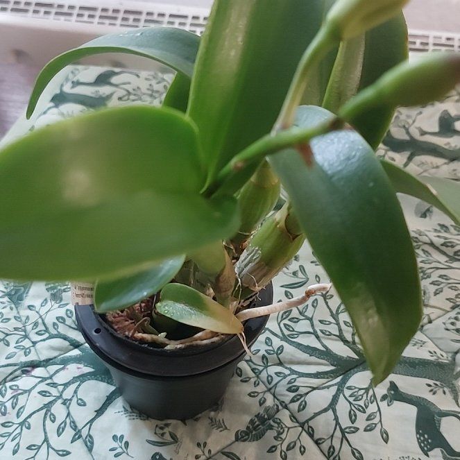 Photo of the plant species Cattleya Mericlone by @MusicalRedmint named Elizabeth - Clty. Chantilly Lace Twinkle on Greg, the plant care app