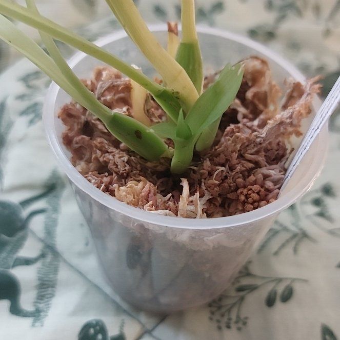 Photo of the plant species Oncidium Alliances by @MusicalRedmint named Birdie - Oncidium ornithorhynchum on Greg, the plant care app