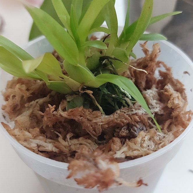 Photo of the plant species Oncidium Alliances by @MusicalRedmint named Sigmund Freud - Onc cheirophorum on Greg, the plant care app