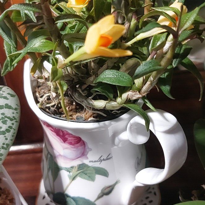 Photo of the plant species Dendrobium cuthbertsonii by @MusicalRedmint named Ninny - Den mohlianum x cuthbertsonii on Greg, the plant care app