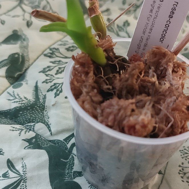 Photo of the plant species Cattleya Mericlone by @MusicalRedmint named Godot - L.purpurata 'russeliana x concolor' on Greg, the plant care app