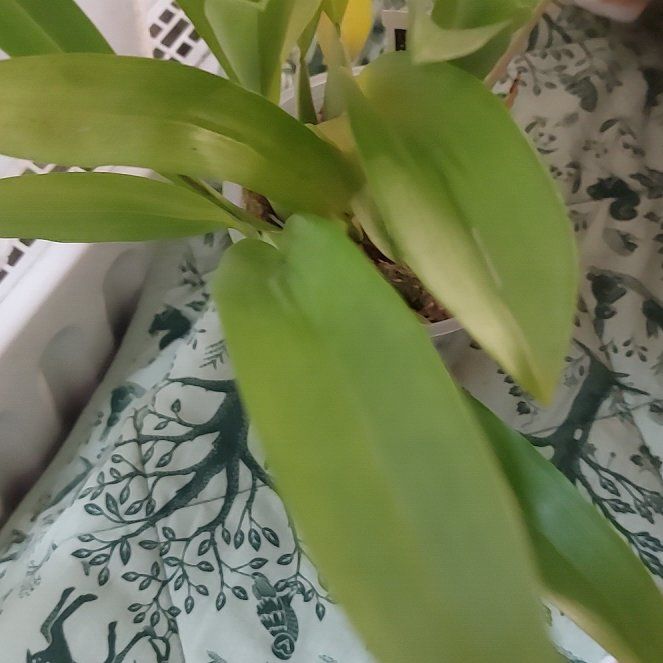 Photo of the plant species Oncidium Alliances by @MusicalRedmint named Maryna - Onc. Jairak Fragrance Ruby Doll on Greg, the plant care app