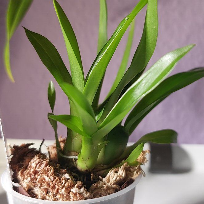 Photo of the plant species Oncidium Alliances by @MusicalRedmint named The Woman in the Attic - Onc. Twinkle Red Fantasy on Greg, the plant care app