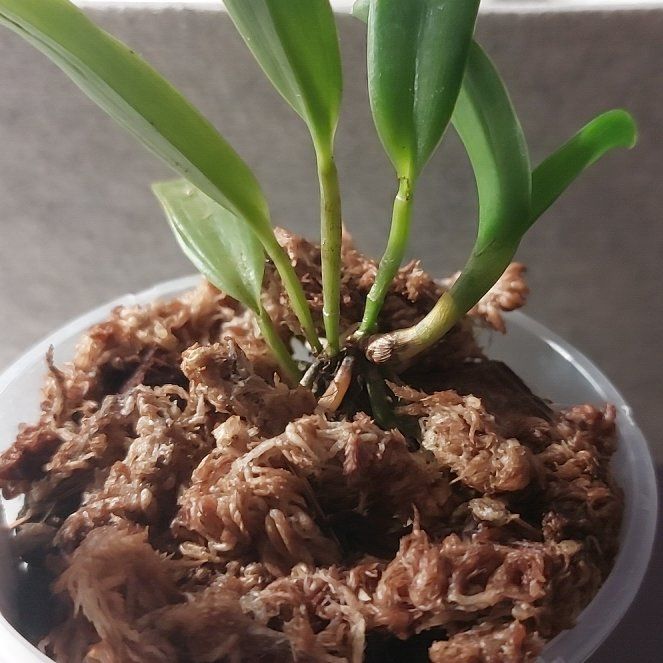 Photo of the plant species Cattleya Mericlone by @MusicalRedmint named My little Warrior Queen - C. loddigesii on Greg, the plant care app
