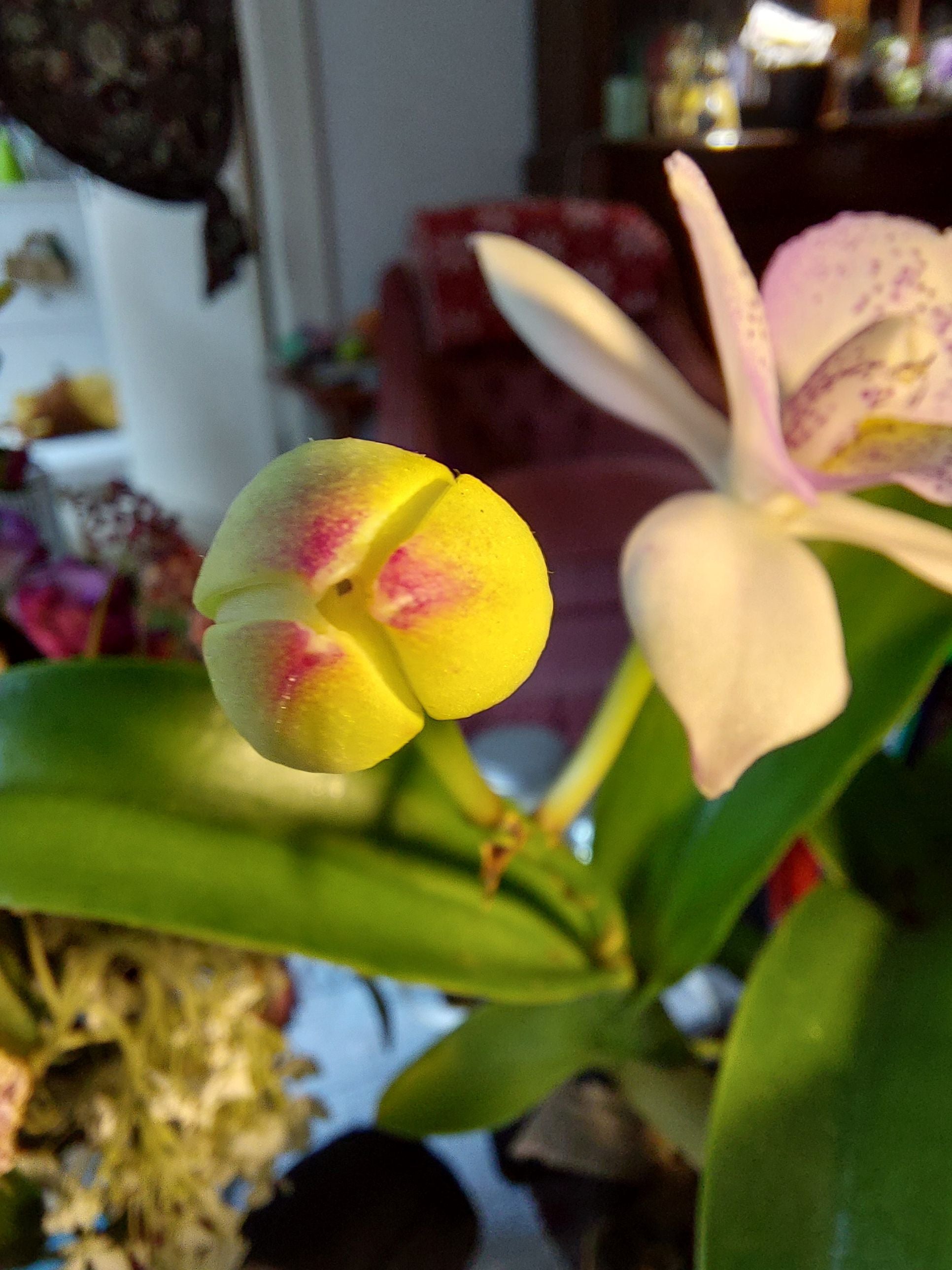 Cattleya 'Lake Harbor' Plant Care: Water, Light, Nutrients | Greg App 🌱