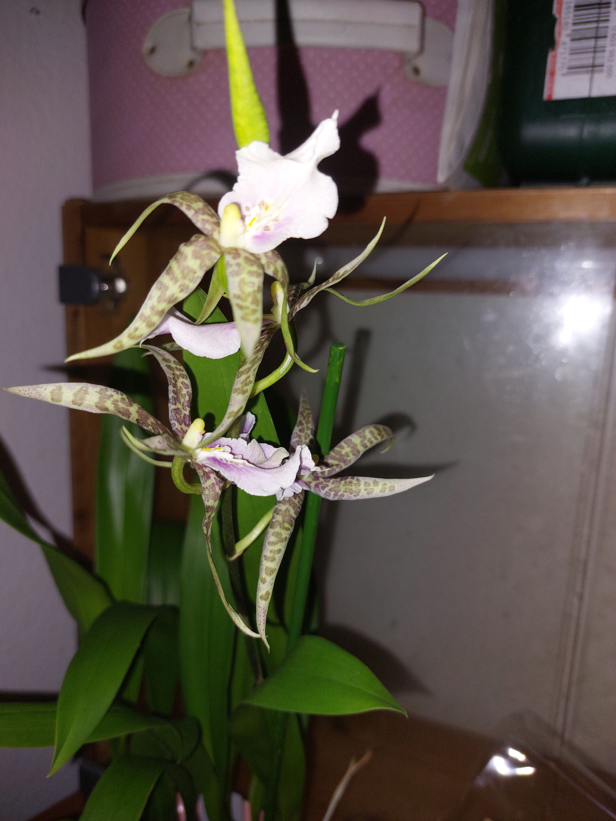 Photo from the post