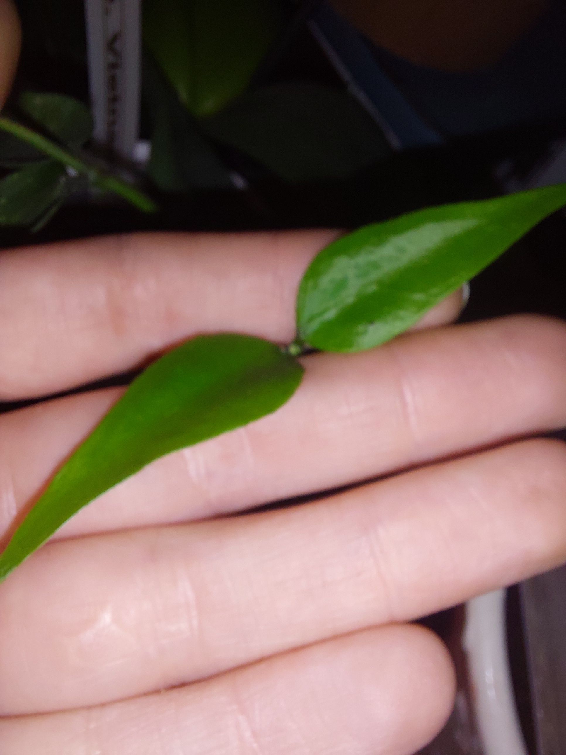 Just went to take some spring #hoya cuttings and stumbled...