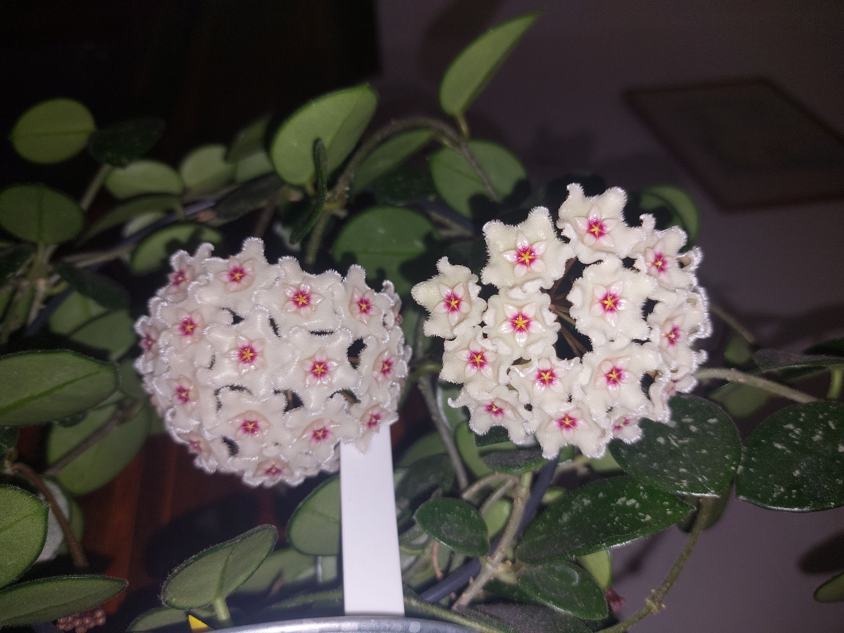 Photo from the post