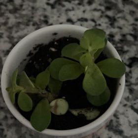 Photo of the plant species pepperomia bellybuttons by @RealTigerlily named Kendall on Greg, the plant care app