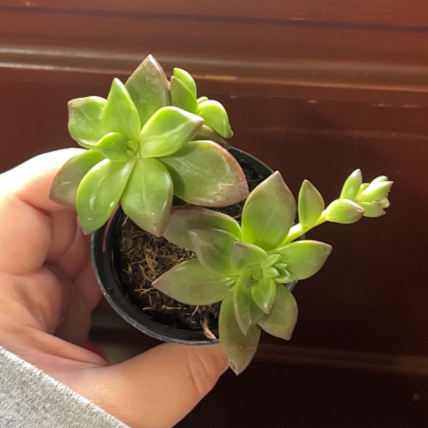 A healthy Sedeveria 'Sorrento™' succulent plant in a small pot, held by a hand.