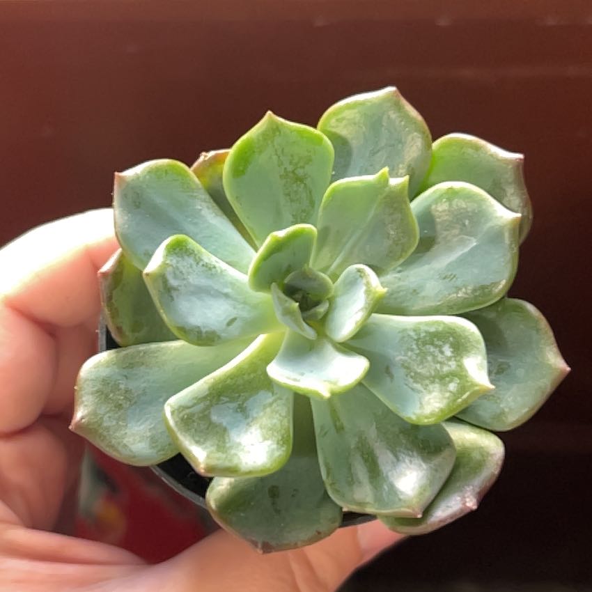 Photo of the plant species Echeveria 'Blue Topaz' by @RealCallalily named Kesha on Greg, the plant care app