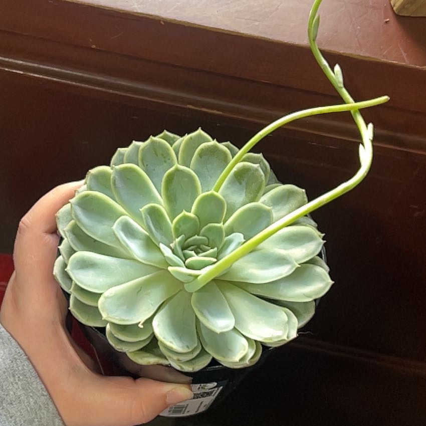 Echeveria 'Arctic Ice' succulent held by a hand, showing a healthy rosette of pale green leaves.