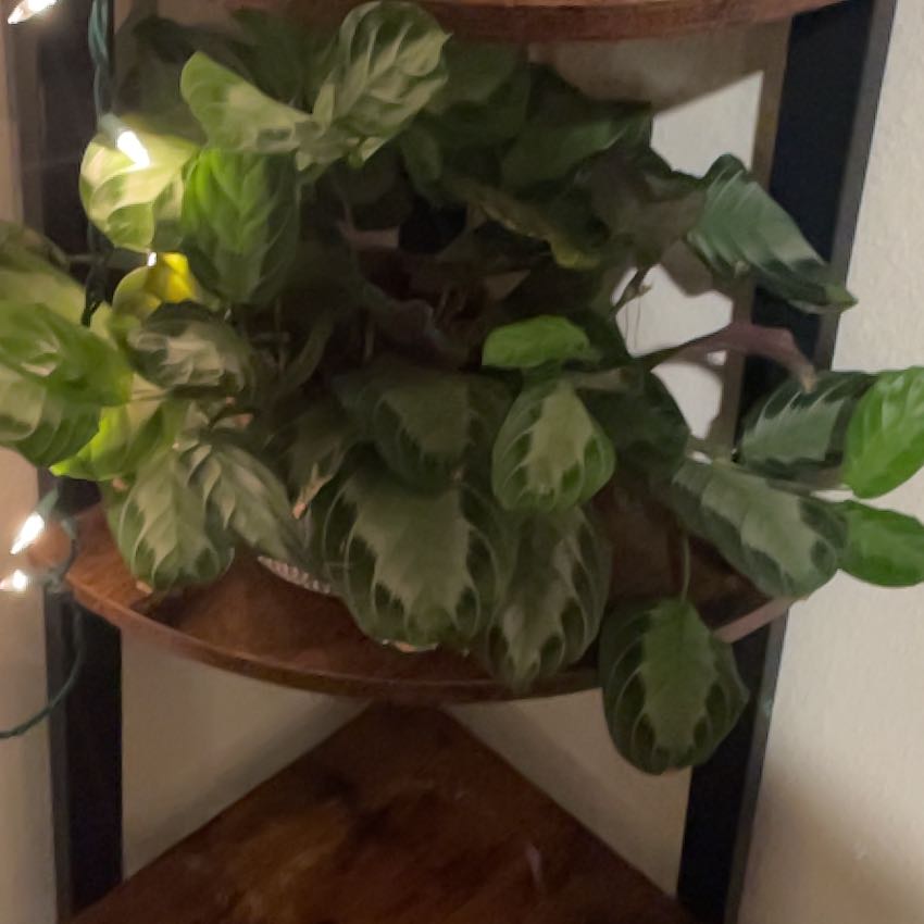 Photo of the plant species Maranta by @AffableSeamango named Elina on Greg, the plant care app