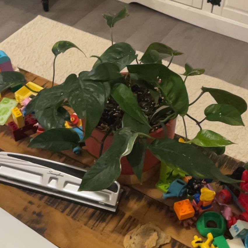 Photo of the plant species Epi Albo by @AffableSeamango named Morgan Treeman on Greg, the plant care app