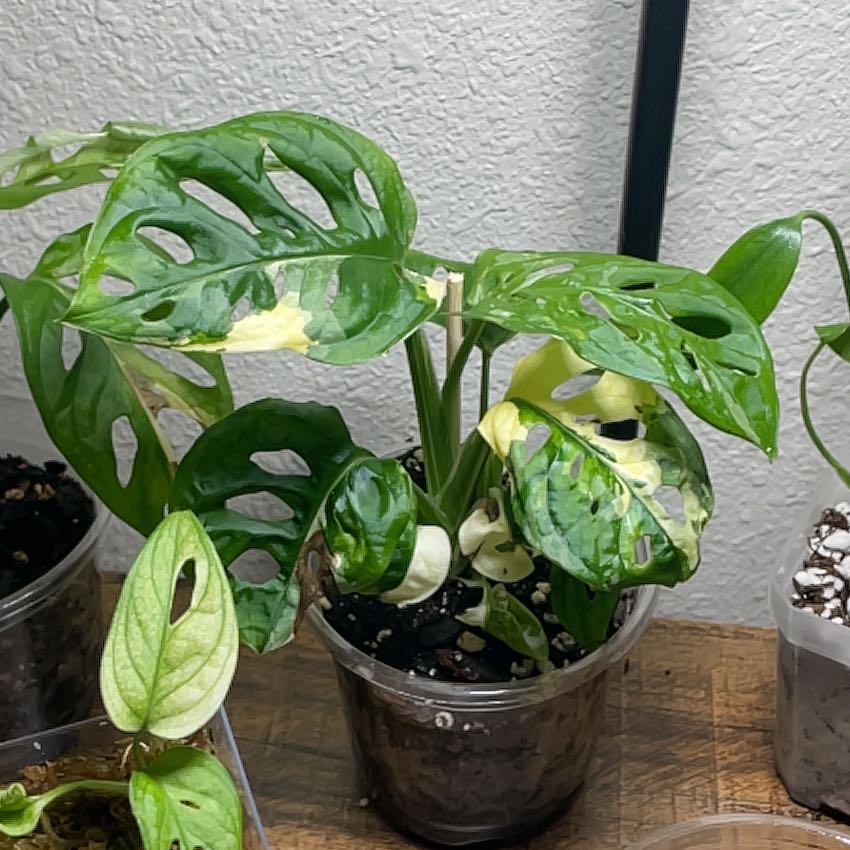 Photo of the plant species Monstera by @AffableSeamango named Einstein on Greg, the plant care app