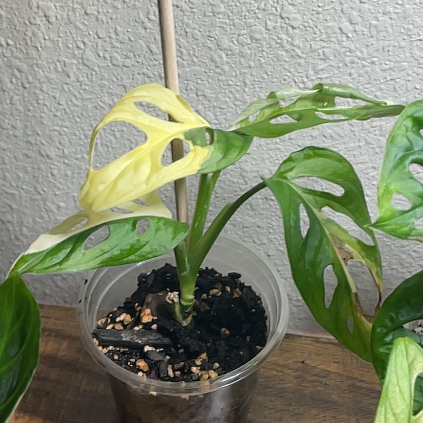 Photo of the plant species Monstera by @AffableSeamango named Naomi on Greg, the plant care app