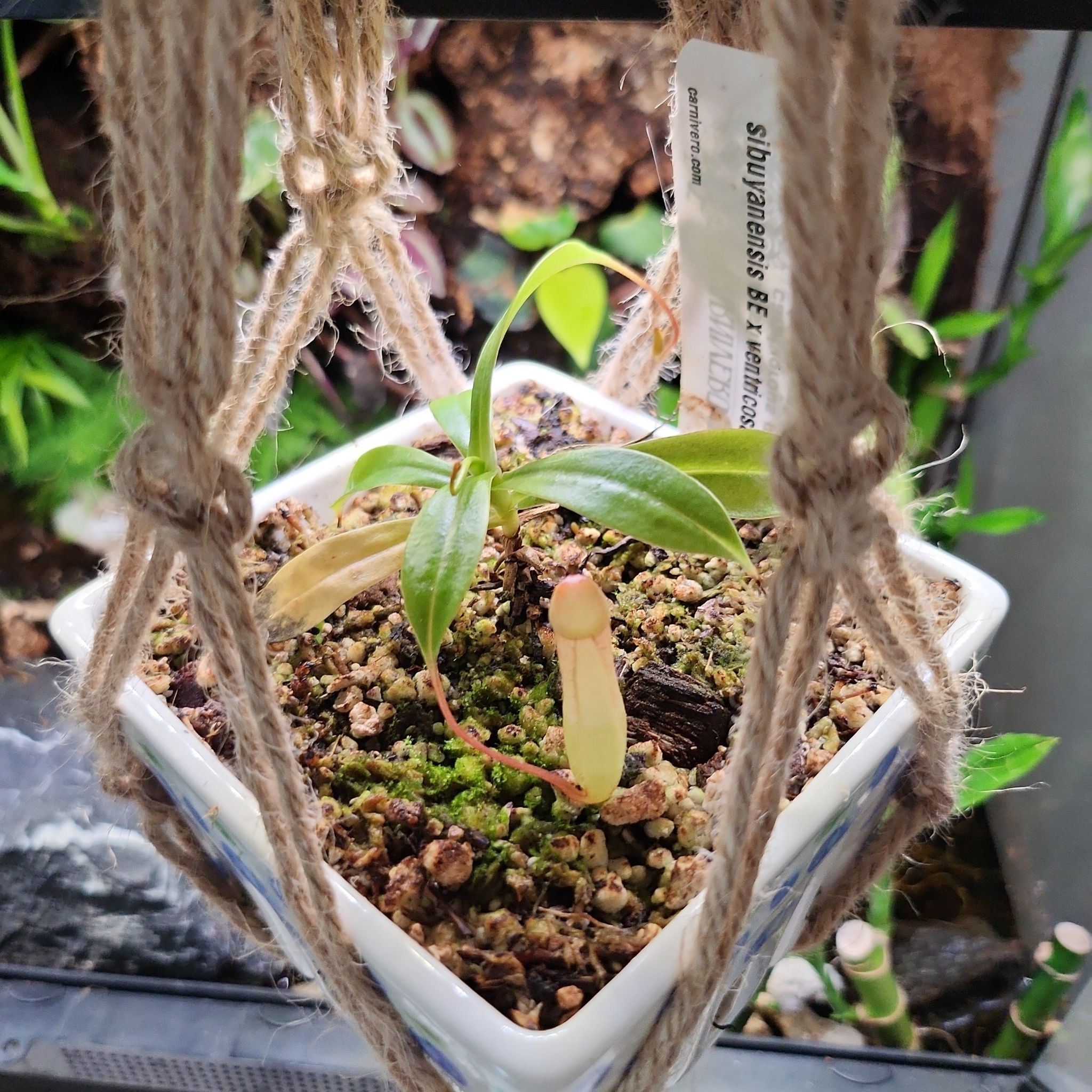Photo of the plant species Nepenthes sibuyanensis x ventricosa by @PleaseLeaf named Patrick Star on Greg, the plant care app