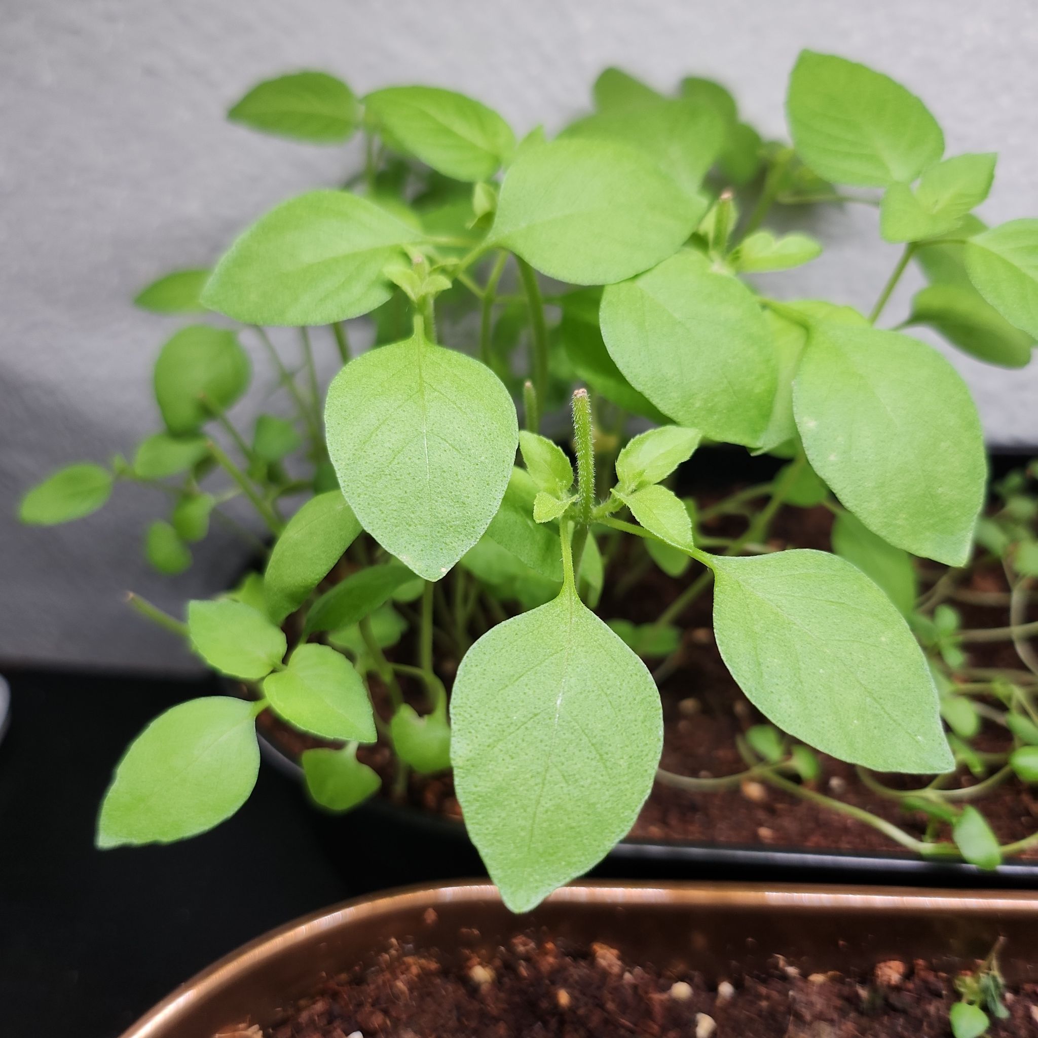 Photo of the plant species Lime Basil by @PleaseLeaf named Lime Basil on Greg, the plant care app