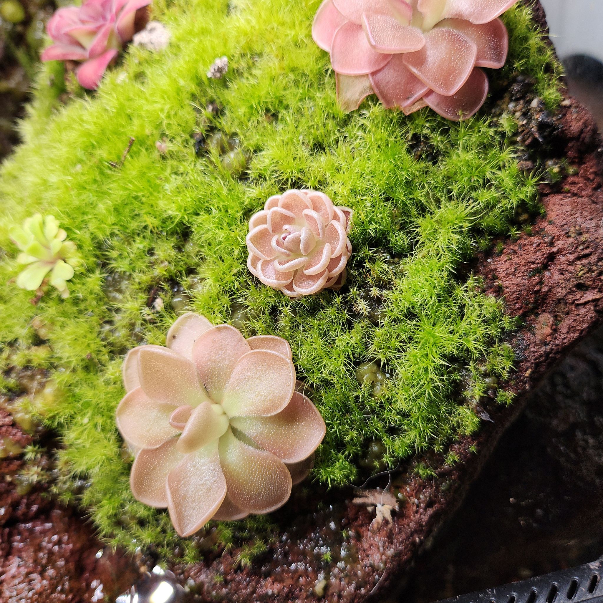Photo of the plant species Pinguicula ehlersiae by @PleaseLeaf named Pinguicula ehlersiae on Greg, the plant care app