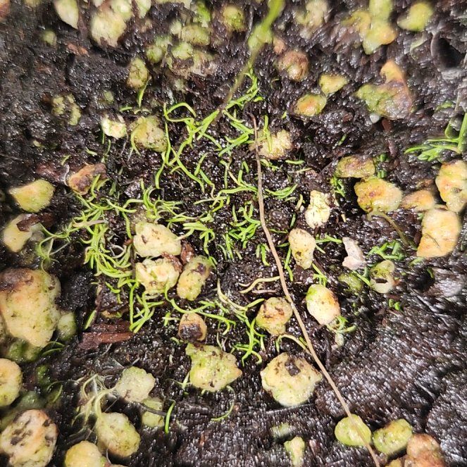 Photo of the plant species Bladderwort by @PleaseLeaf named Utricularia Blanchetii on Greg, the plant care app